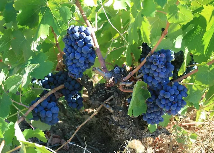 Rural La Enoteca Del Marques Hotel 2*